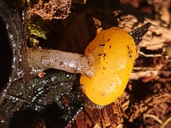 Vibrissea truncorum