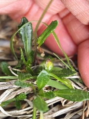 Arabis scabra