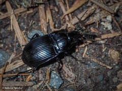 Abax parallelepipedus