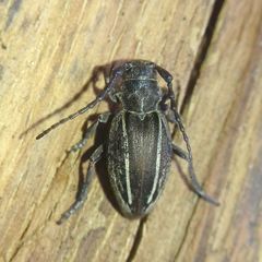 Neodorcadion bilineatum