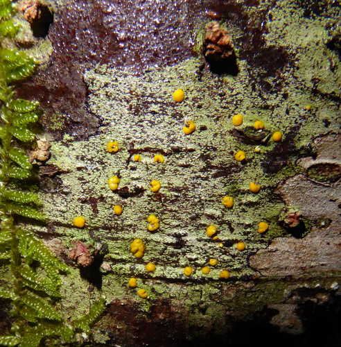 Stirtoniella kelica image