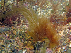 Desmarestia ligulata