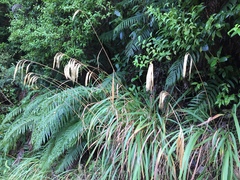Miscanthus nepalensis