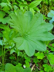 Alchemilla coriacea