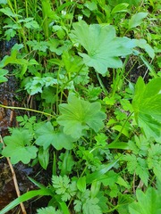 Alchemilla coriacea