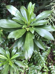 Daphne laureola
