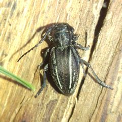 Neodorcadion bilineatum