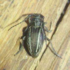 Neodorcadion bilineatum