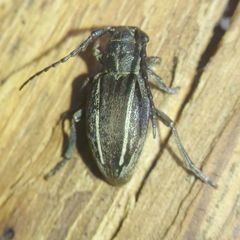 Neodorcadion bilineatum