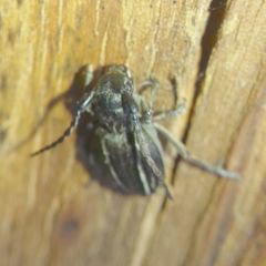 Neodorcadion bilineatum