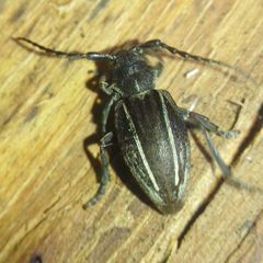 Neodorcadion bilineatum