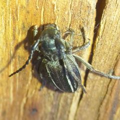 Neodorcadion bilineatum