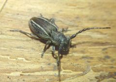 Neodorcadion bilineatum