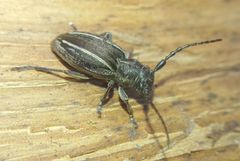 Neodorcadion bilineatum