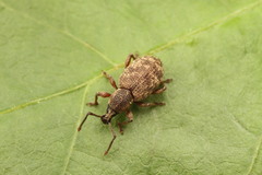 Otiorhynchus veterator