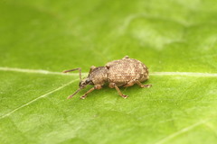 Otiorhynchus veterator