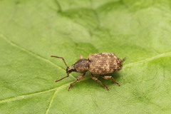 Otiorhynchus veterator