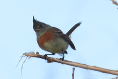 Xenotriccus callizonus