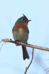 Xenotriccus callizonus