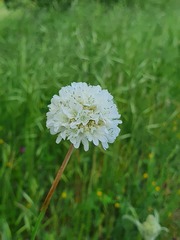 Armeria arenaria