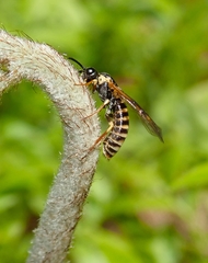 Strongylogaster multicincta