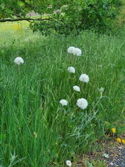 Armeria arenaria