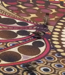 Passer domesticus