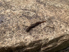 Sphaerodactylus sputator