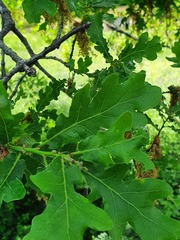 Quercus × andegavensis