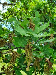 Quercus × andegavensis