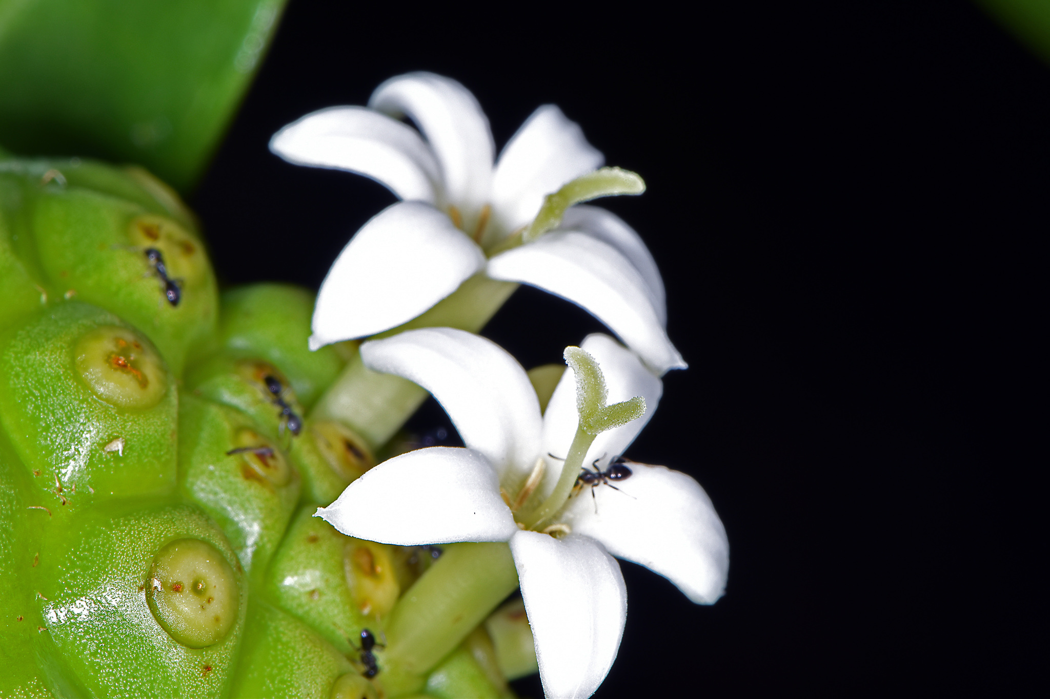 Noni (Morinda Citrifolia) è una pianta rampicante indigena