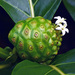Noni - Photo (c) Robert Johnson, some rights reserved (CC BY-NC), uploaded by Robert Johnson
