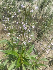Eriodictyon californicum