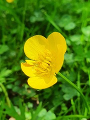 Ranunculus bulbosus aleae