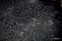 Hydropunctaria maura