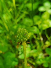 Ranunculus bulbosus aleae