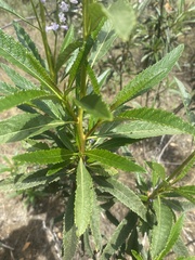 Eriodictyon californicum