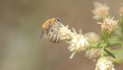 Colletes cognatus