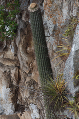 Cephalocereus apicicephalium