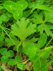Ranunculus bulbosus aleae