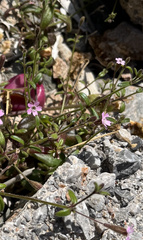 Silene sedoides