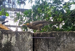 Turdus nudigenis