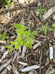 Styphnolobium japonicum