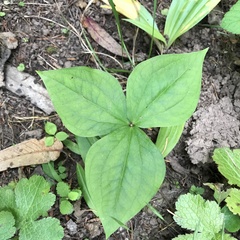 Trillium ovatum