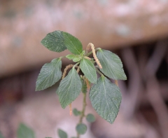 Acalypha arvensis