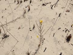 Erysimum teretifolium