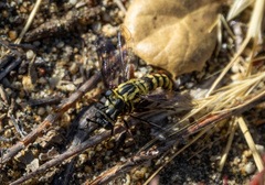 Pseudonomoneura hirta