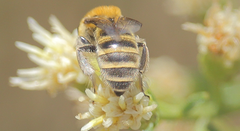 Colletes cognatus