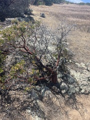 Arctostaphylos insularis