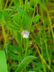 Vicia lathyroides